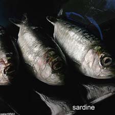 2006_03_23__sardine